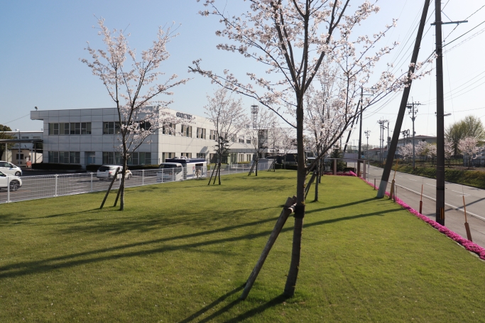 4月：桜の木と芝生