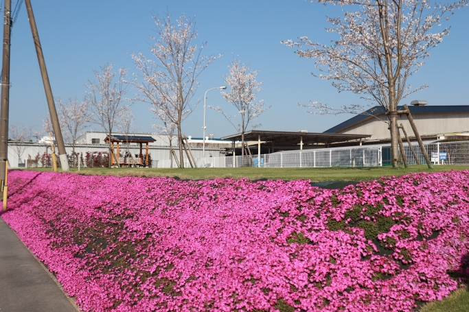 4月：芝桜