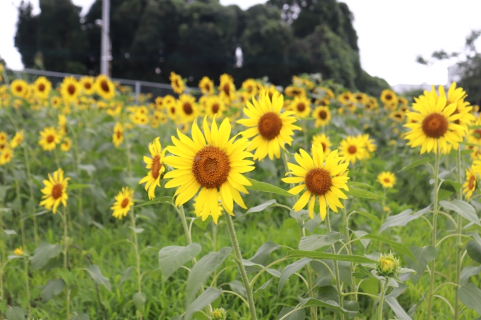 7月：社外駐車場のひまわり